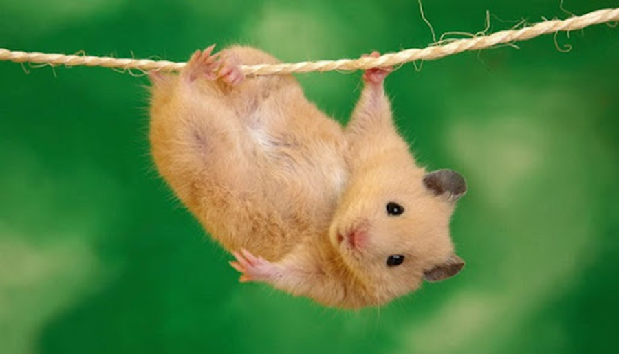 Ảnh chuột hamster cute