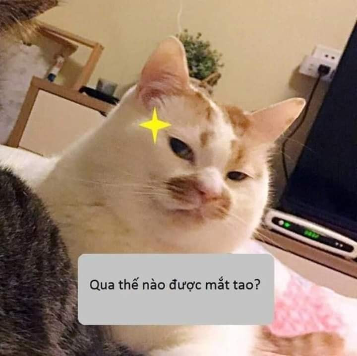 Hình ảnh meme mèo