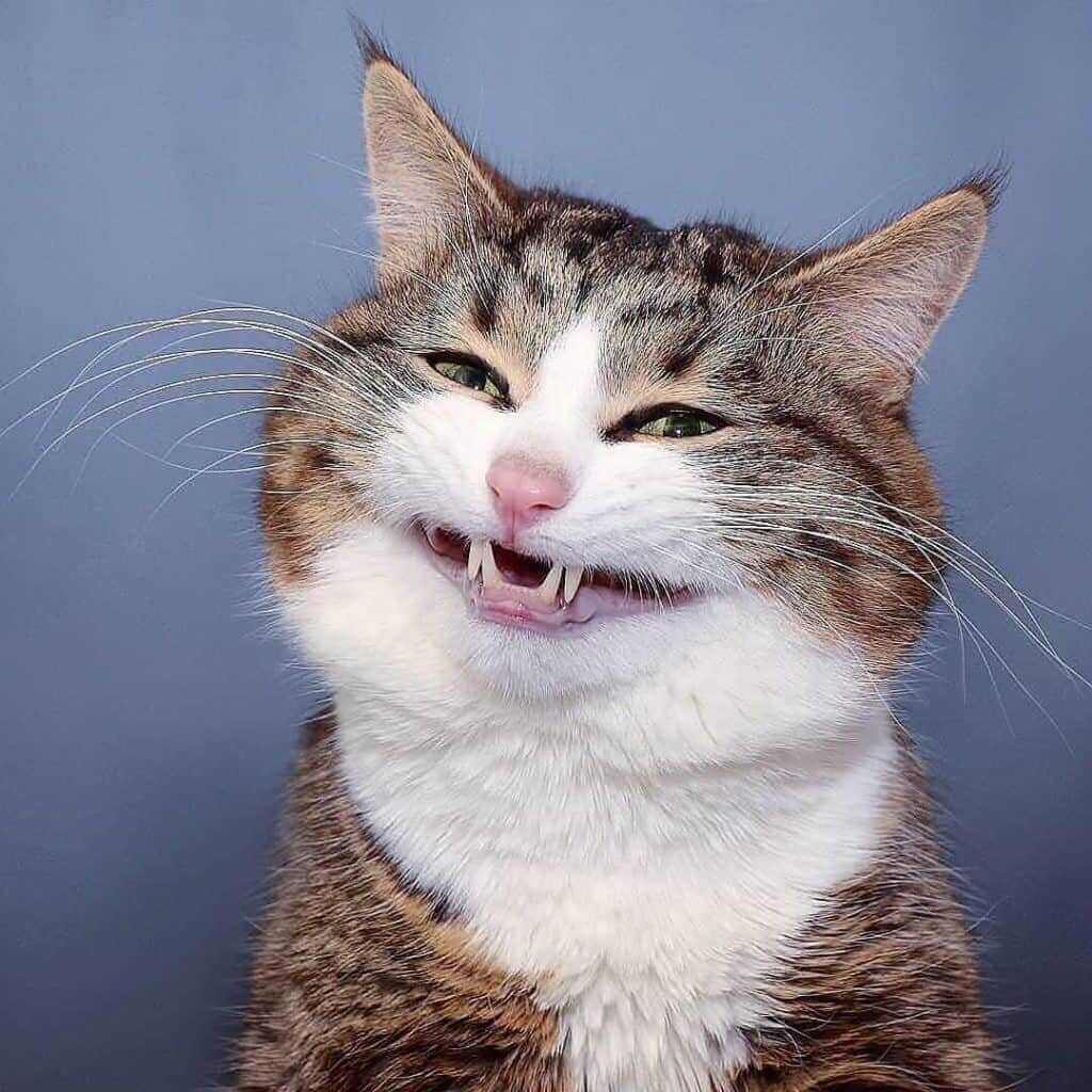 Hình hình họa meme mèo hài