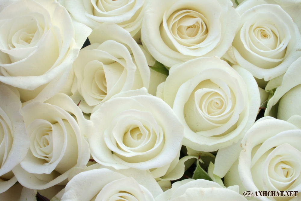 Hình ảnh hoa hồng trắng đẹp nhất ảnh nền hoa hồng trắng cho máy tính