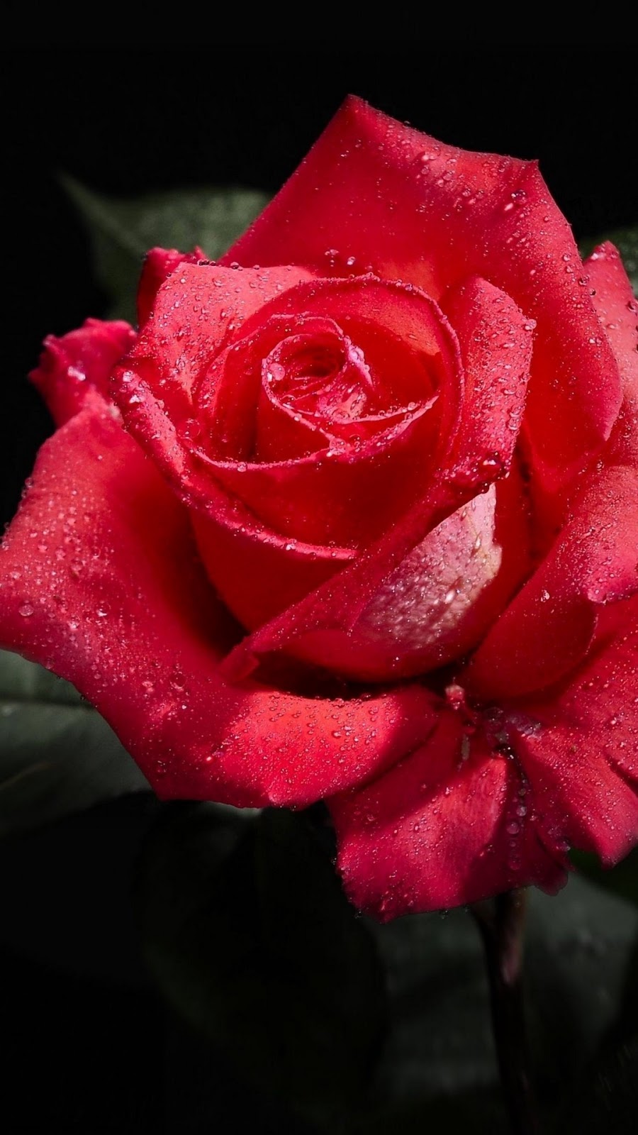 Cập nhật nhiều hơn 106 hình nền đen hoa hồng mới nhất - thdonghoadian