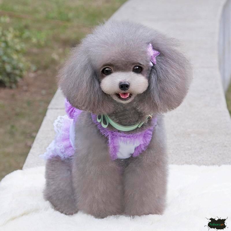 Bộ Sưu Tập 50+ Hình Ảnh Chó Poodle Cute, Dễ Thương Đẹp Nhất 20