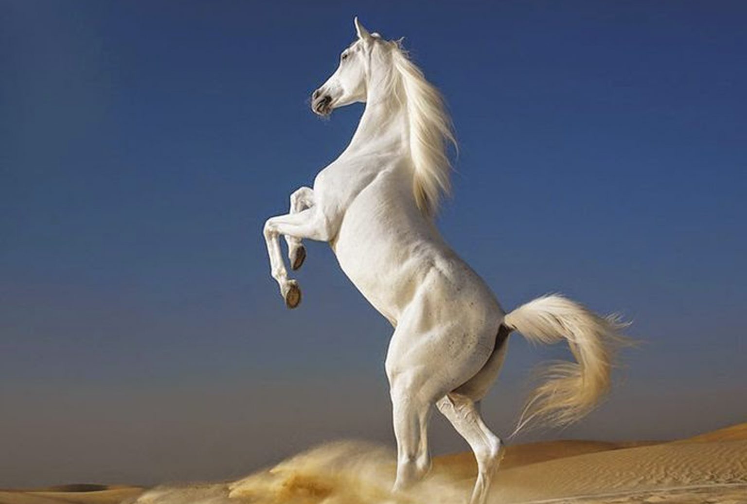 Chiêm Ngưỡng 99+ Hình Ảnh Con Ngựa Đẹp Nhất, Mạnh Mẽ, Oai Phong