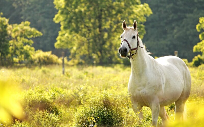 Hình ảnh về con ngựa đẹp