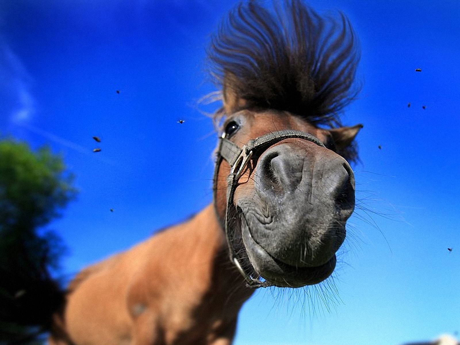 Hình ảnh con ngựa đẹp