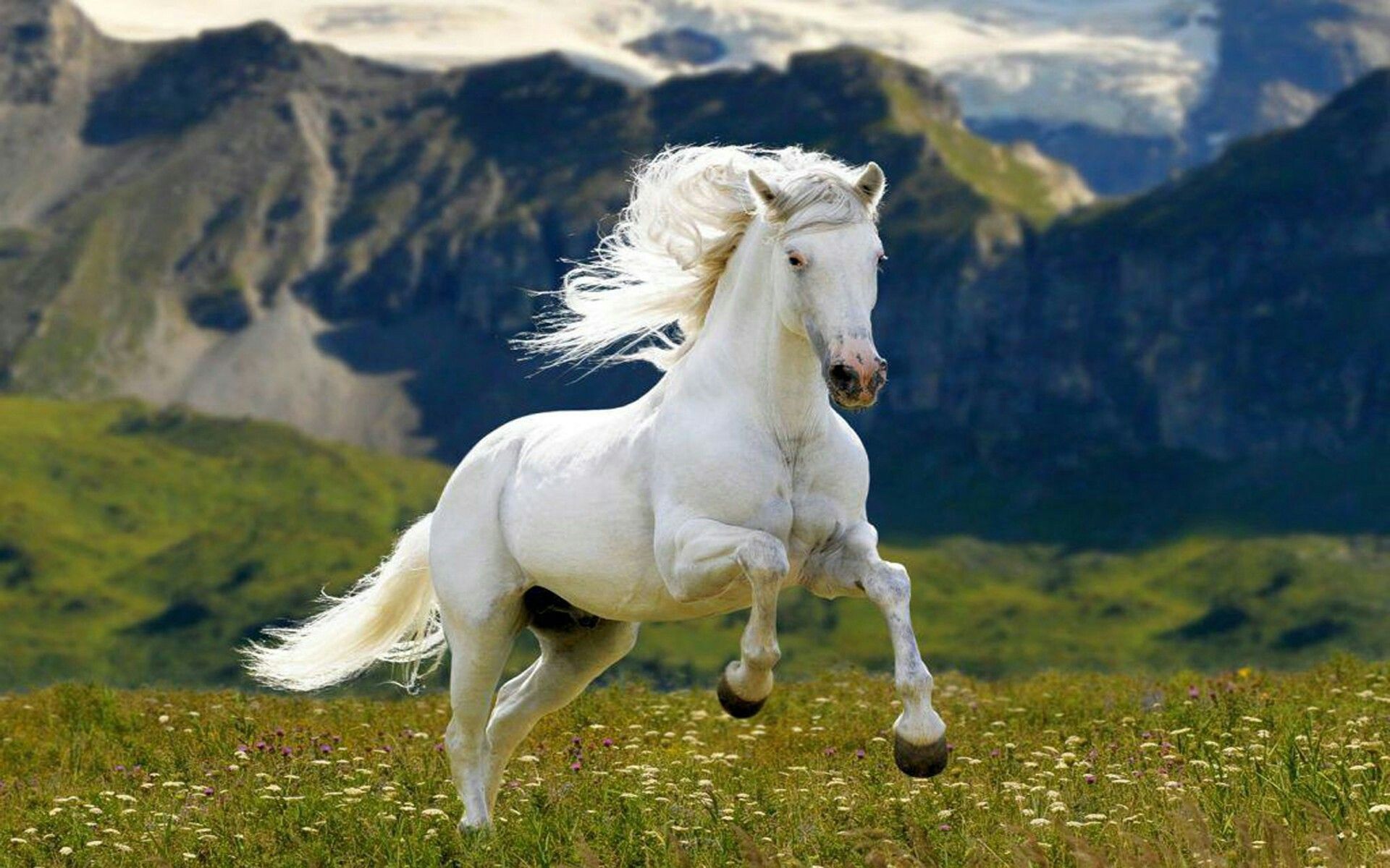 Hình ảnh con ngựa dễ thương