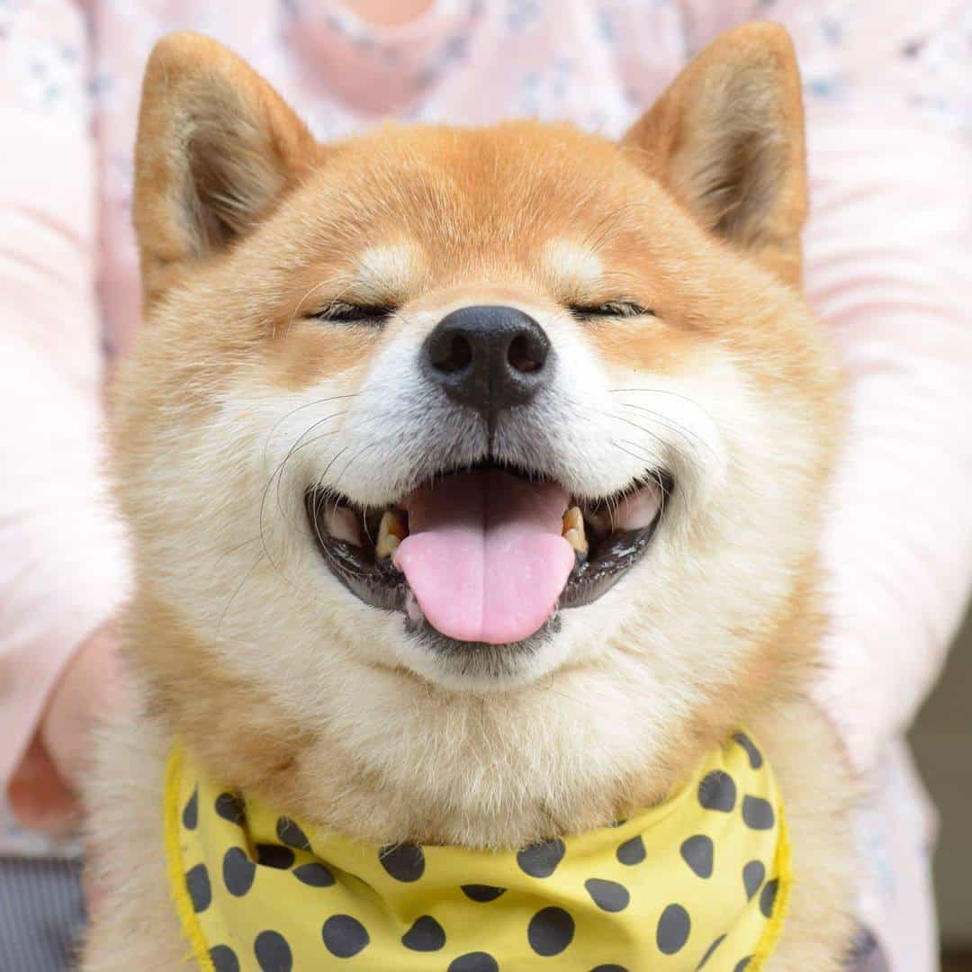 Đắm Chìm Với 99+ Hình Ảnh Chó Shiba Cute Ngốc Nghếch Đáng Yêu 16