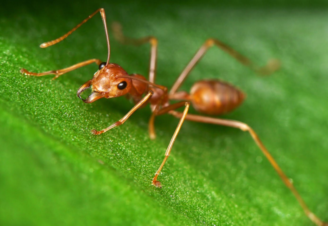 Hình ảnh con kiến