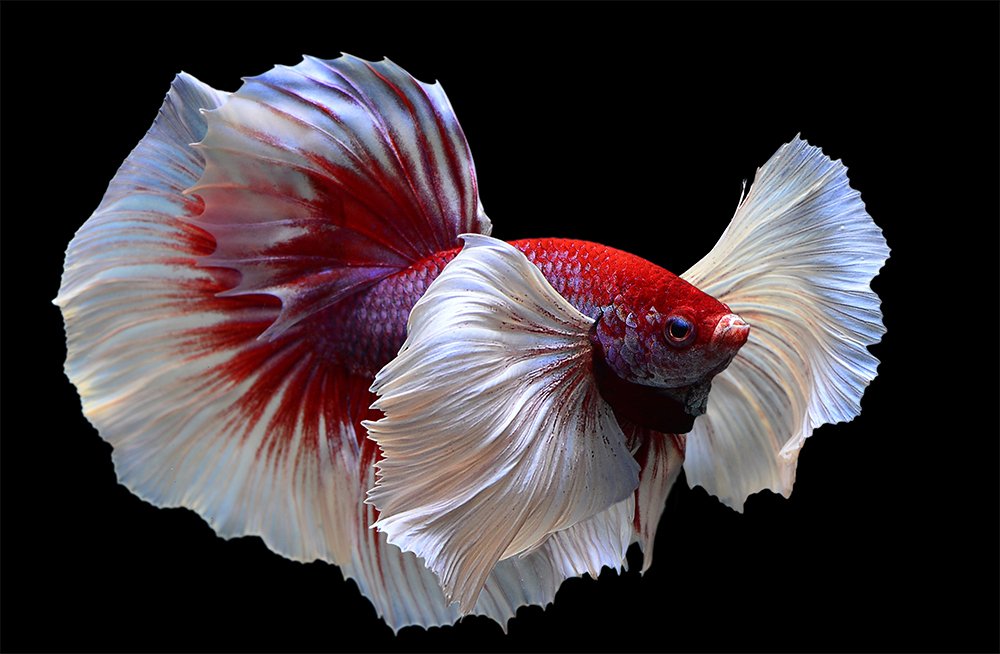 Bilder von schönen Fischen Diversified Cute Beeindruckend