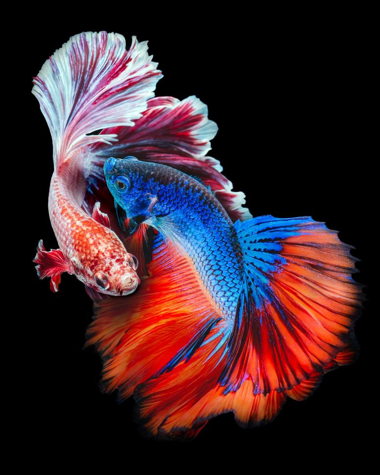 99 hình ảnh cá đẹp nhất dành cho người yêu cá