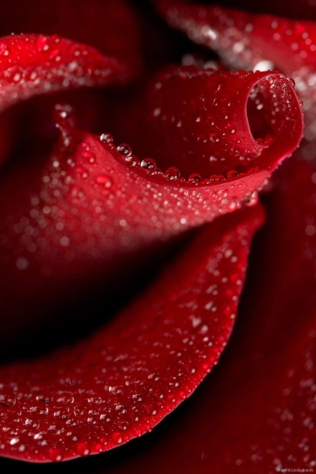 Chi tiết 102 hình nền hoa hồng đỏ hay nhất  Tin học Đông Hòa