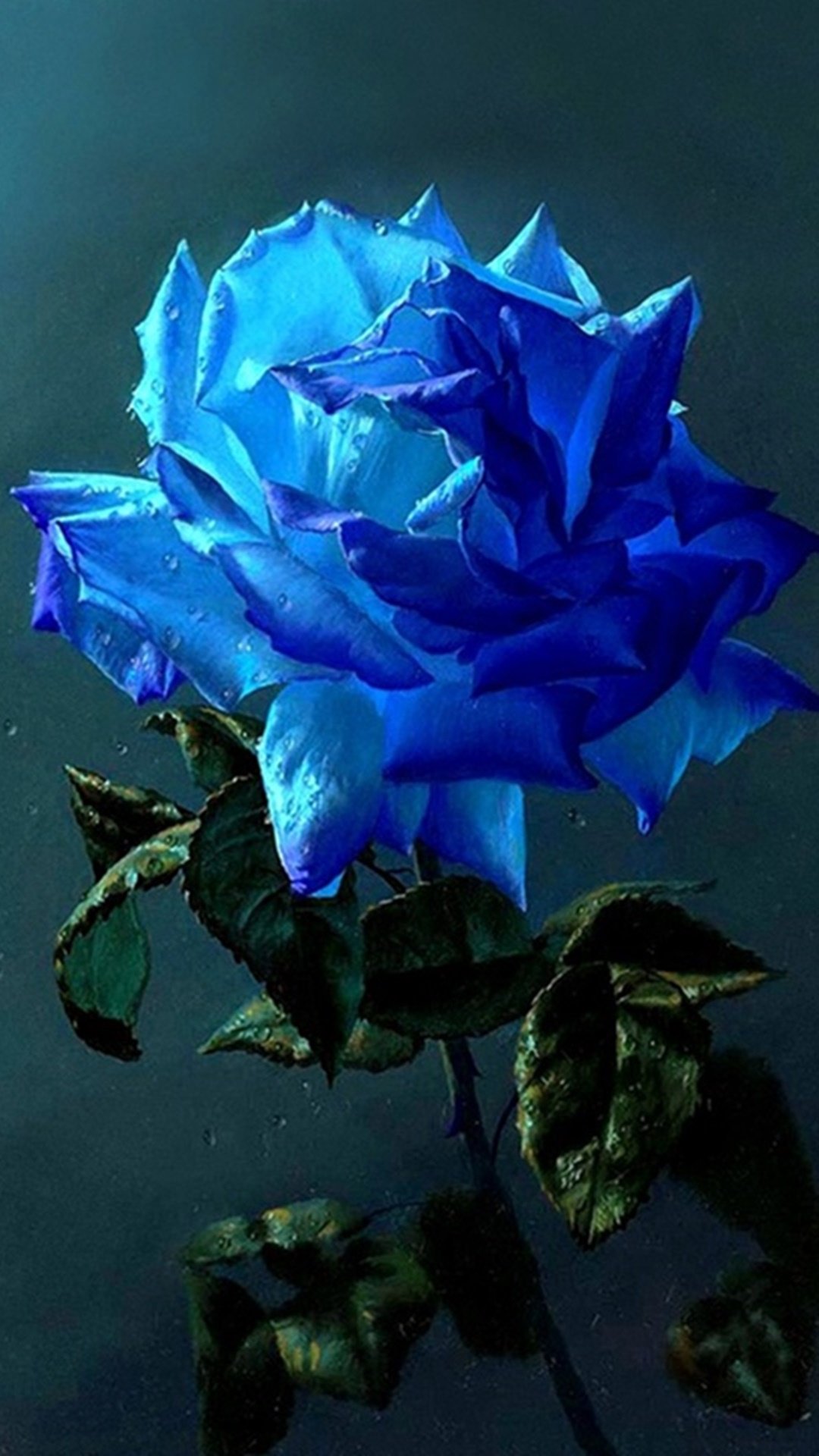 312 Hình ảnh hoa hồng xanh đẹp nhất làm hình nền cho điện thoại PC  Blog  Homestay