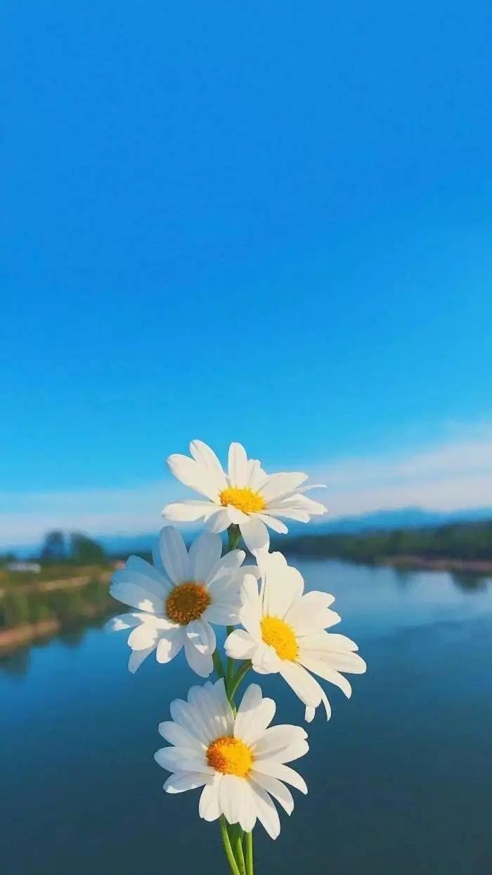 Hình nền điện thoại thông minh đẹp nhất về hoa
