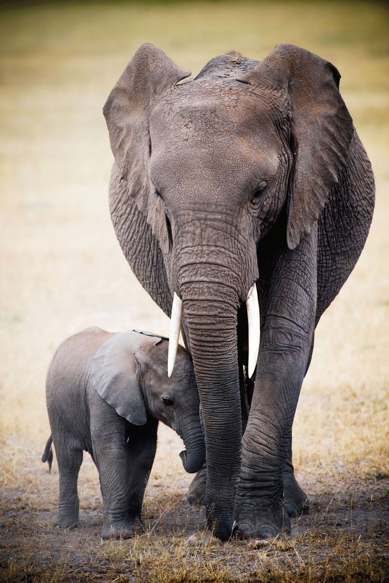 Hình ảnh con voi đẹp nhất thế giới