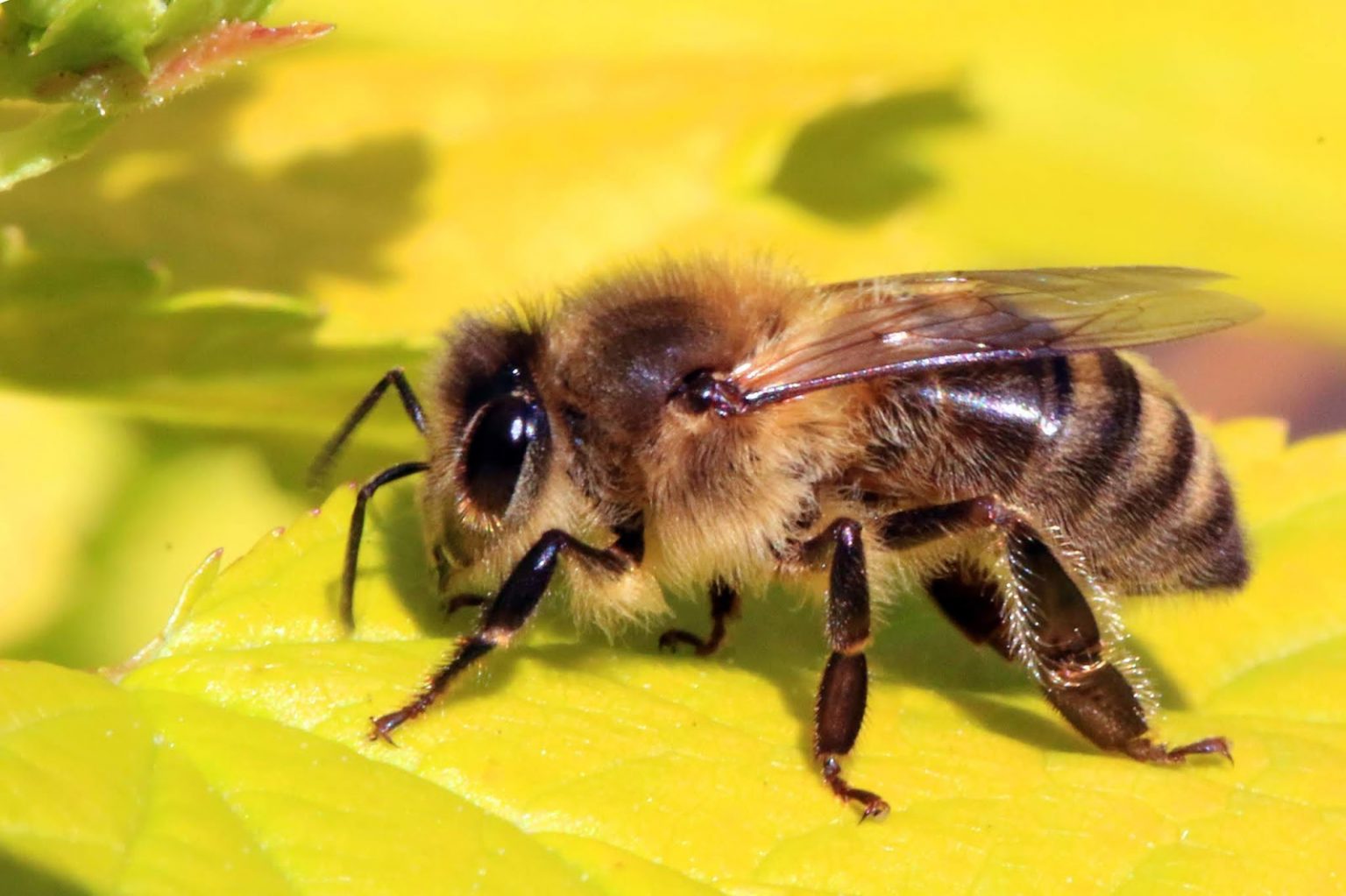 99 hình ảnh con ong mật mới nhất dễ thương nhất hiện nay  ALONGWALKER