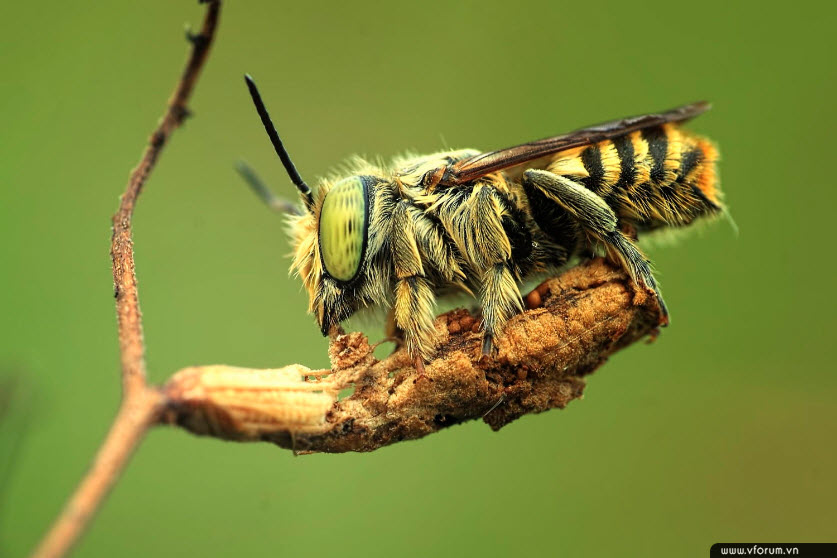 Hình ảnh con ong hút mật