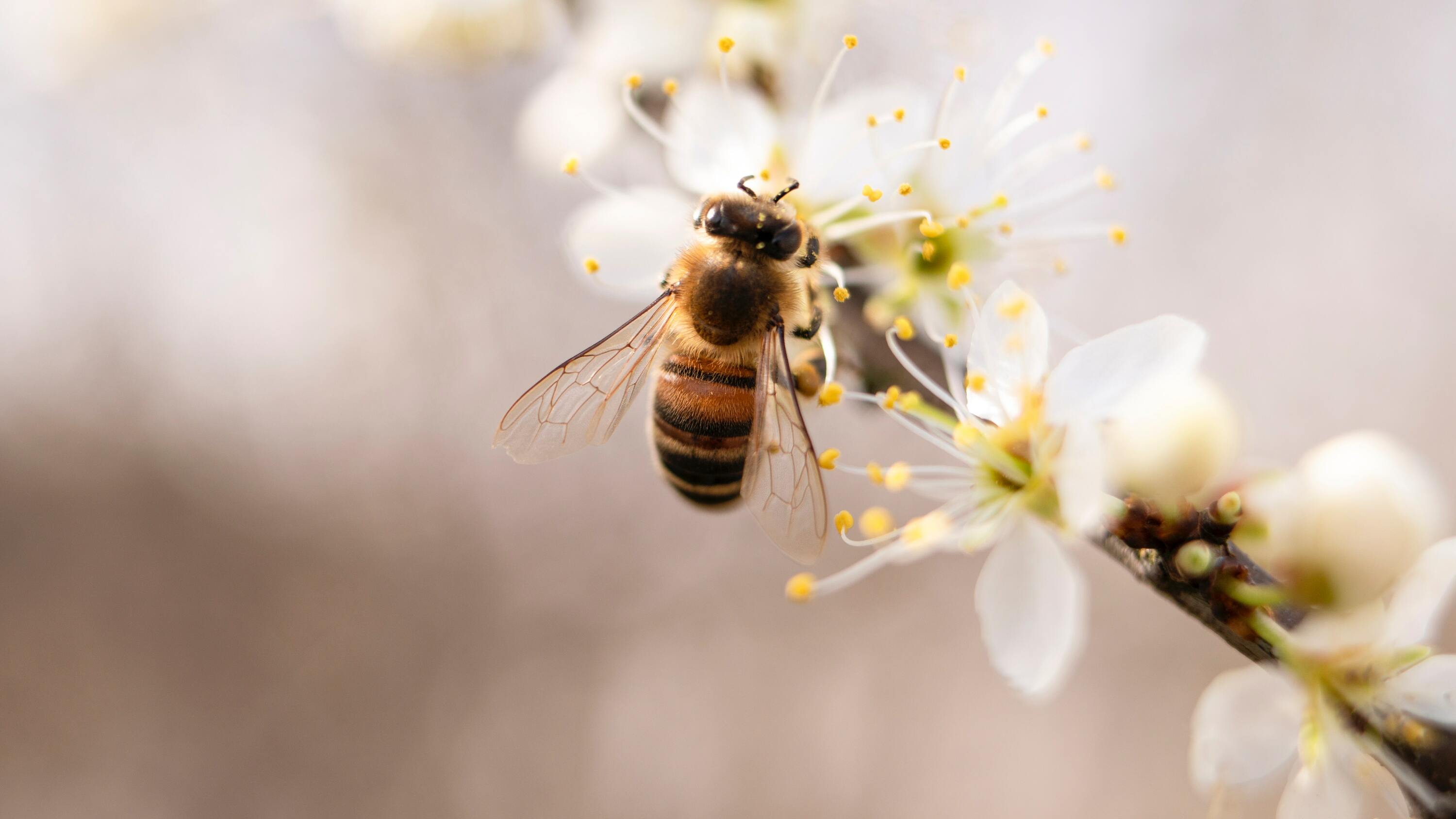 Hình con ong đẹp