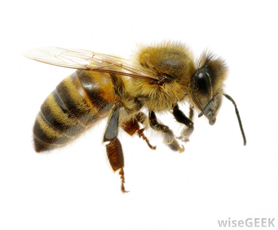 Những hình ảnh con ong đẹp nhất