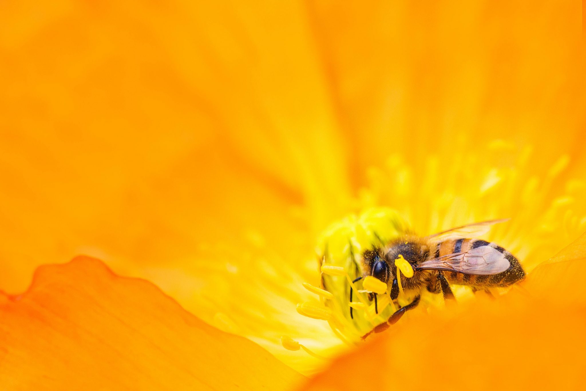 Hình ảnh con ong đi lấy mật