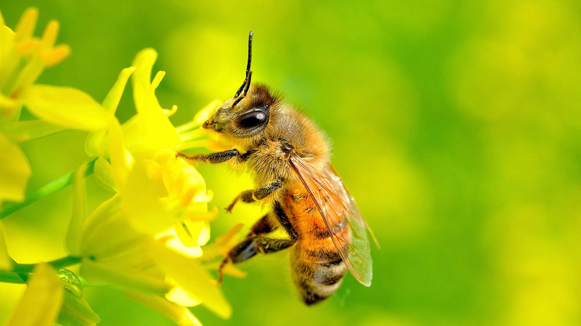 Hình con ong đẹp