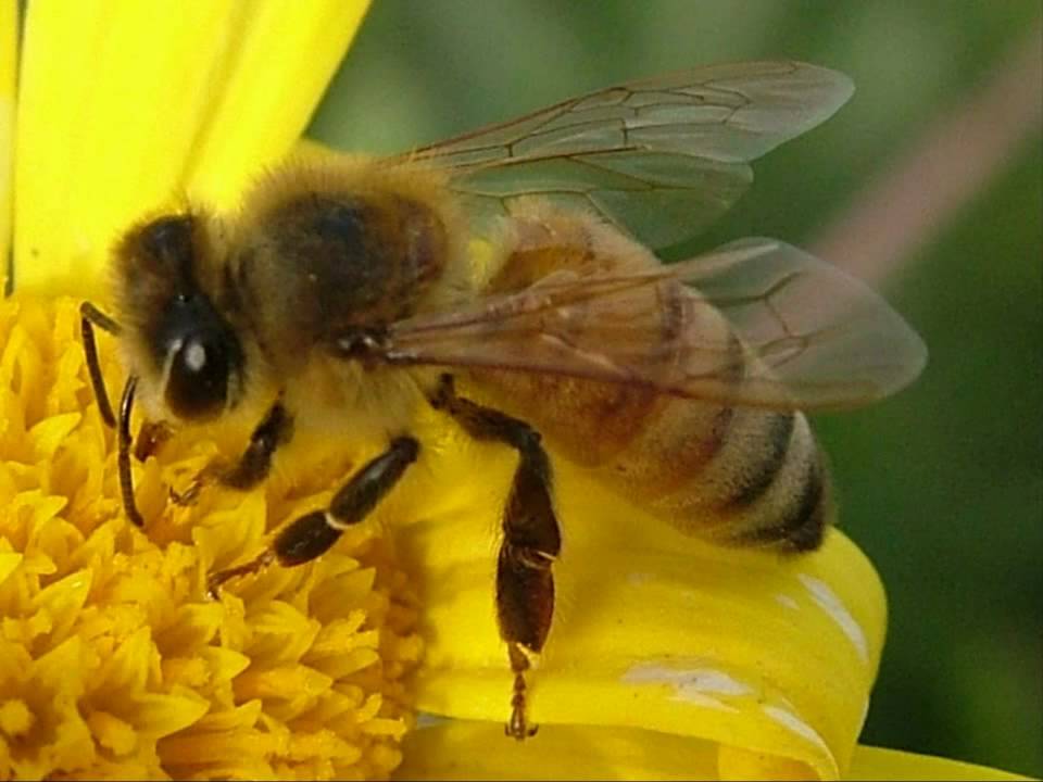 Hình ảnh con ong đẹp