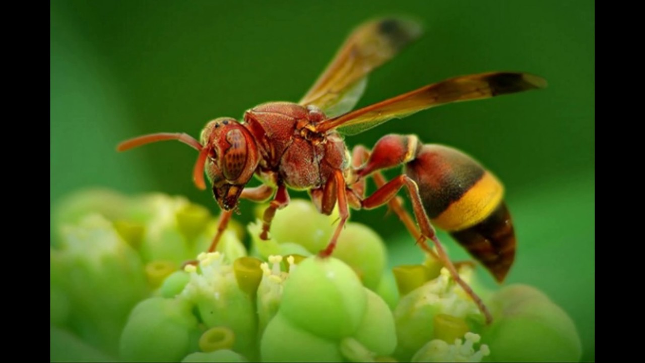 Das Bild der schönsten, supersüßen Biene, der lebhaftesten und schönsten, CON CONG DISTRICT EDUCATION DEPARTMENT
