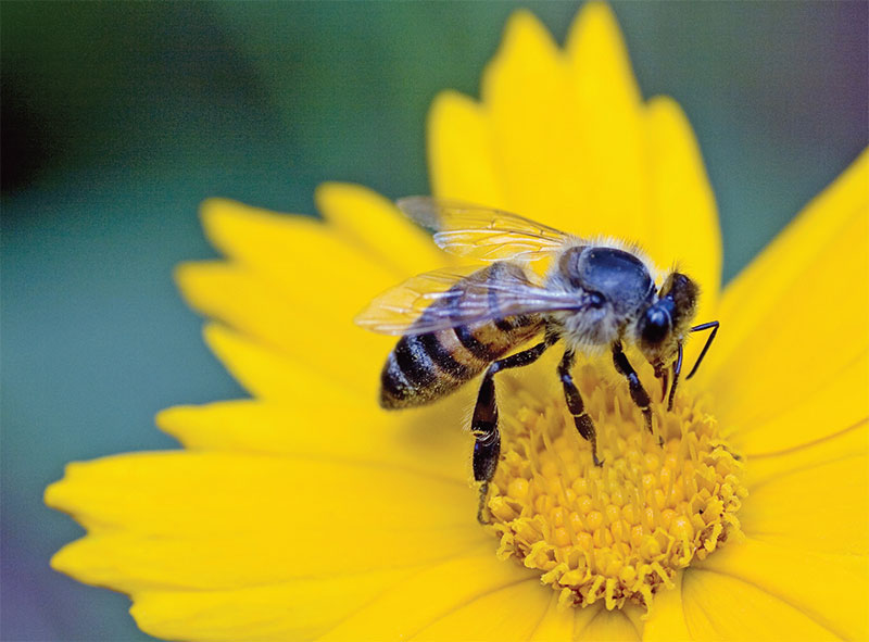 Hình ảnh con ong đẹp chuẩn 