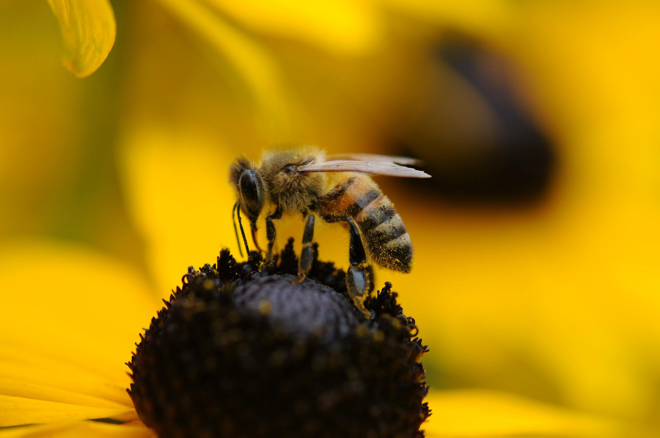 Hình ảnh con ong chăm chỉ