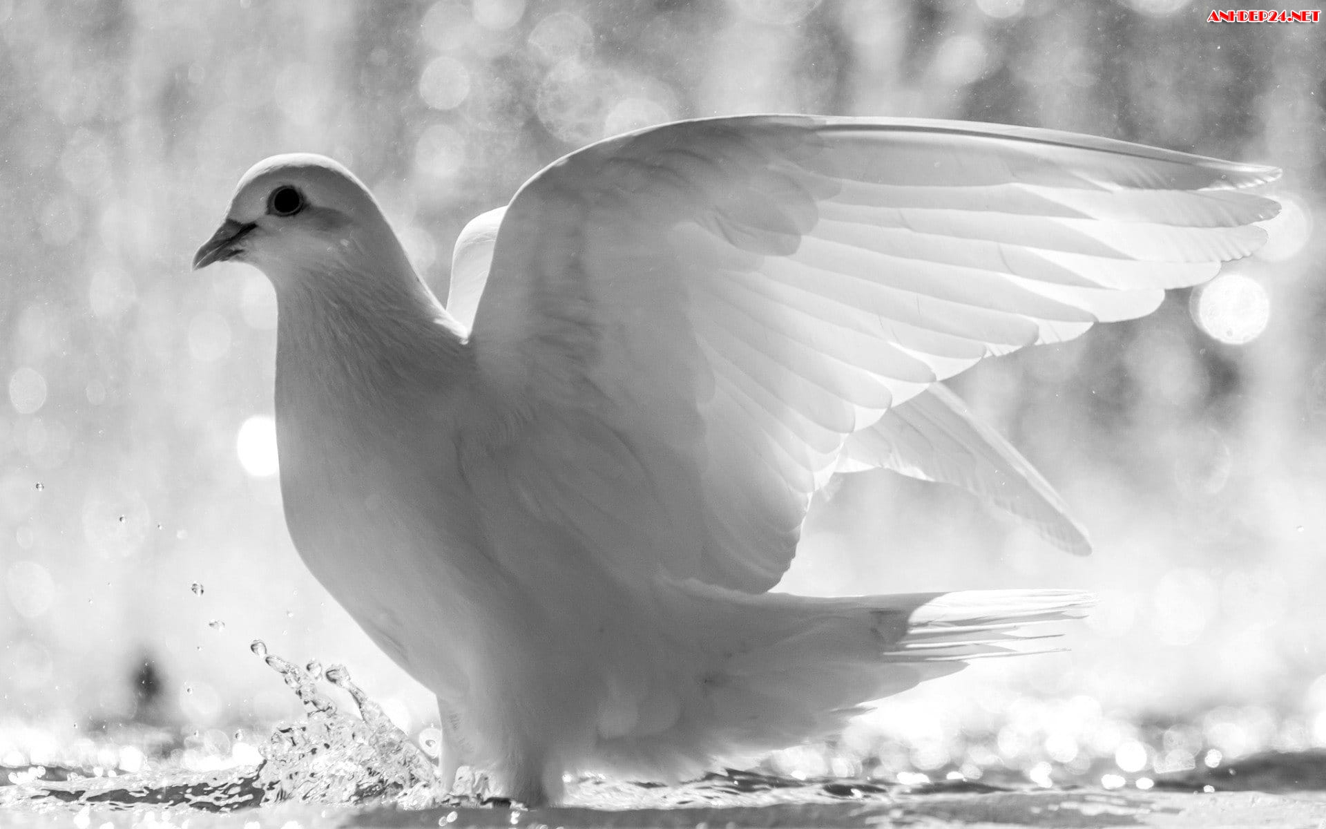 Chim Bồ Câu Chuyến Bay Hòa Bình  Ảnh miễn phí trên Pixabay