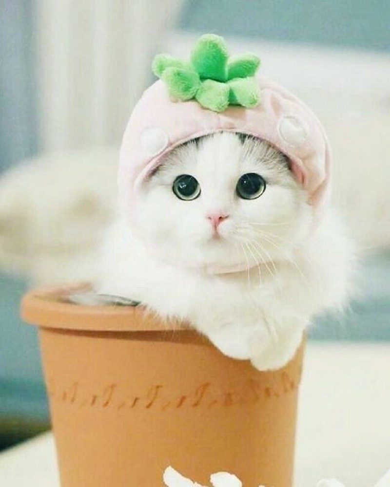 Tổng hợp các Hình ảnh avatar mèo cute đẹp dễ thương nhất