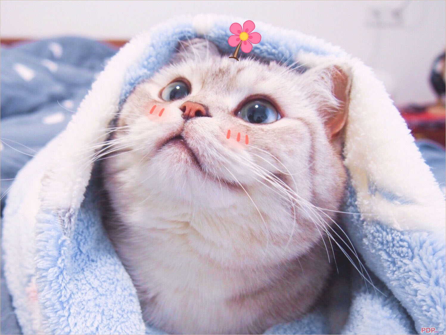 Top 100 hình nền mèo cute cho máy tính Những hình ảnh đáng yêu nhất