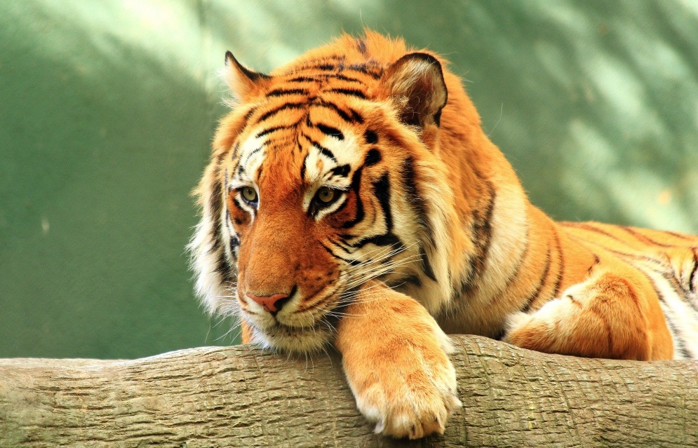 Hình hình họa con cái hổ đẹp nhất nhất