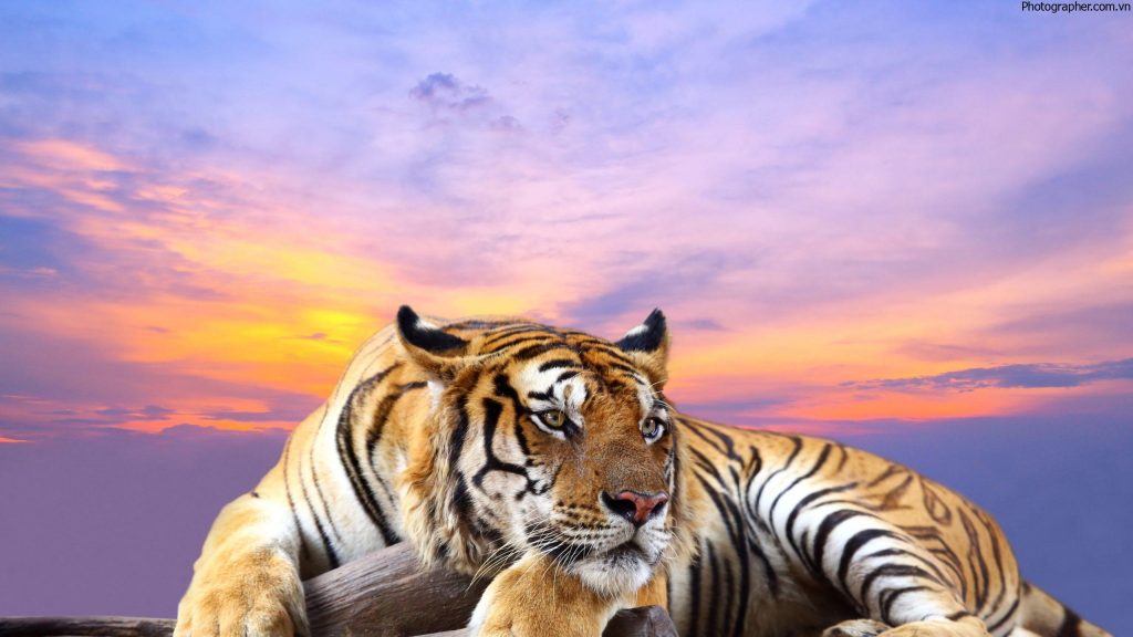 Hình hình họa con cái hổ