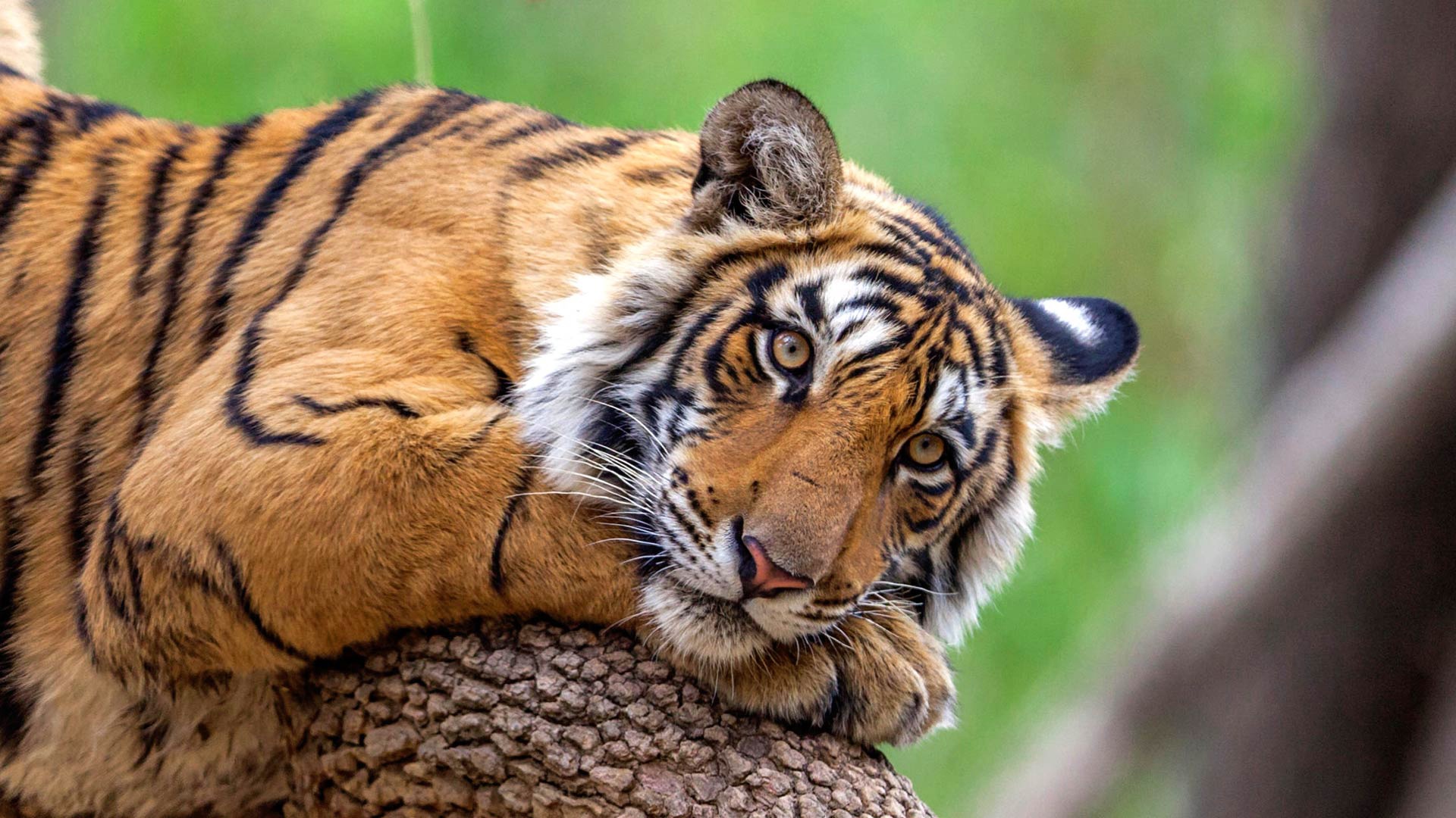 Những hình hình họa con cái hổ đẹp nhất nhất