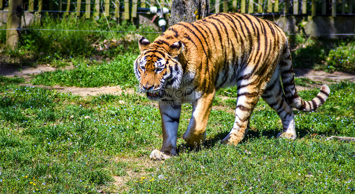 Hình hình họa con cái hổ cute
