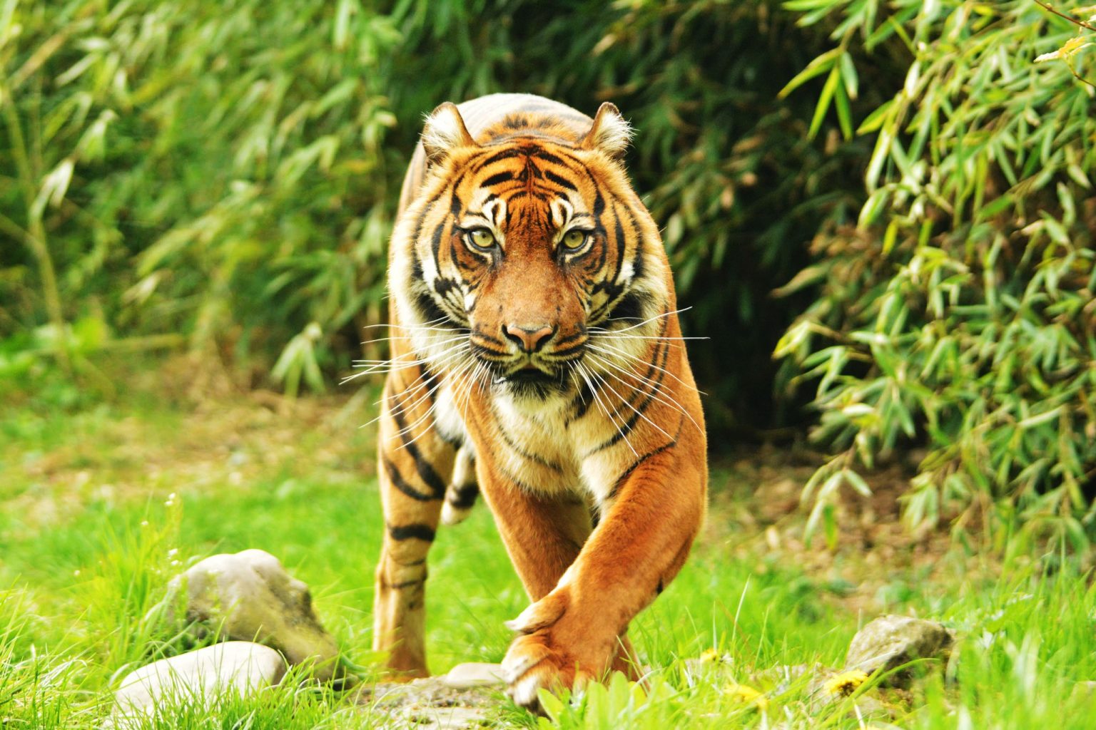 1001+ Hình ảnh con hổ 3D đẹp, vô cùng dũng mãnh - Trường THCS Bình Chánh