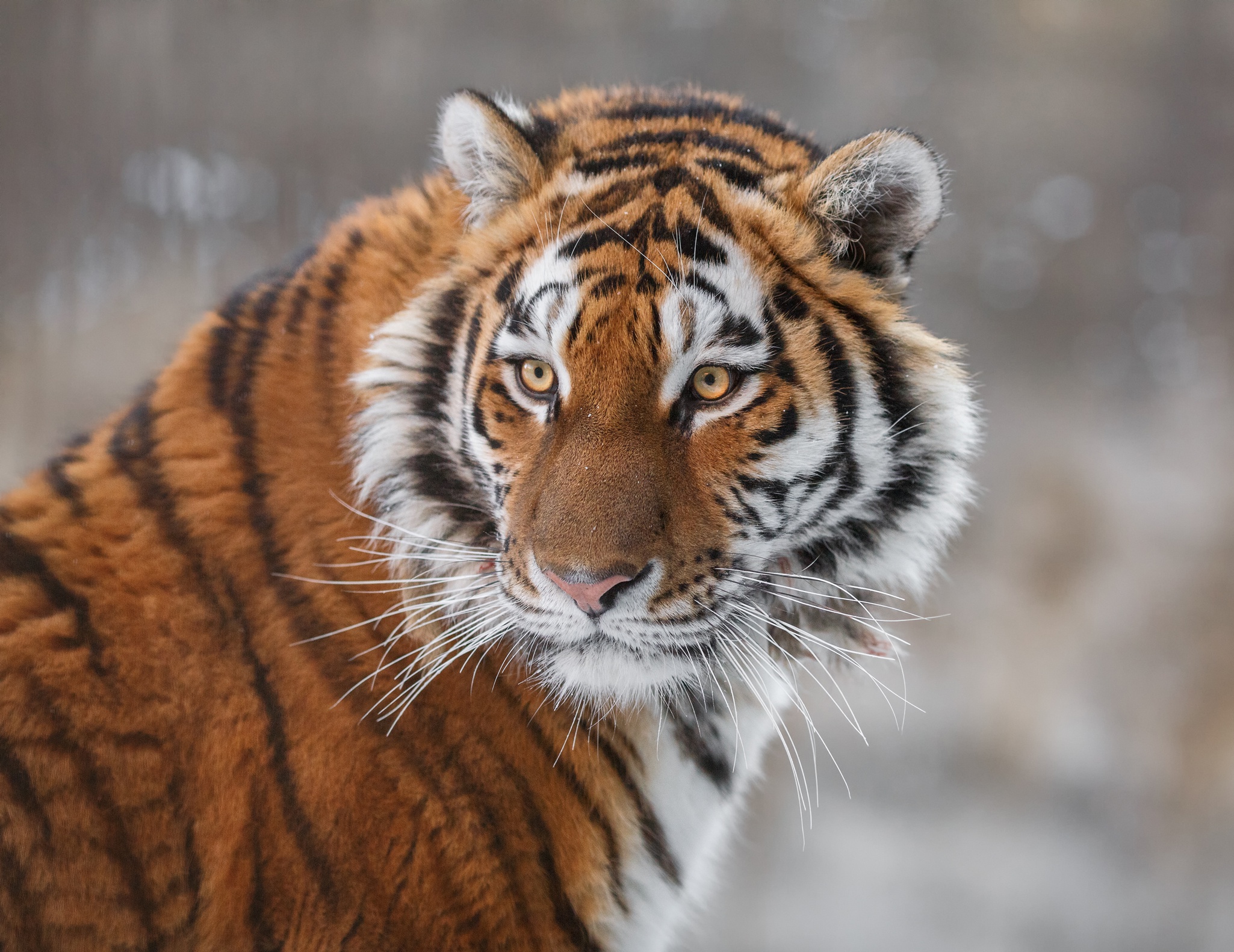 Hình hình họa con cái hổ đẹp nhất nhất