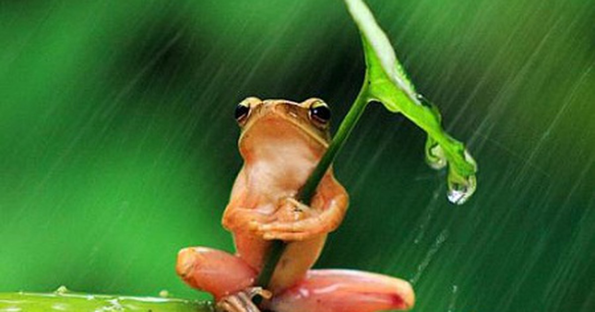 Hình con ếch dễ thương