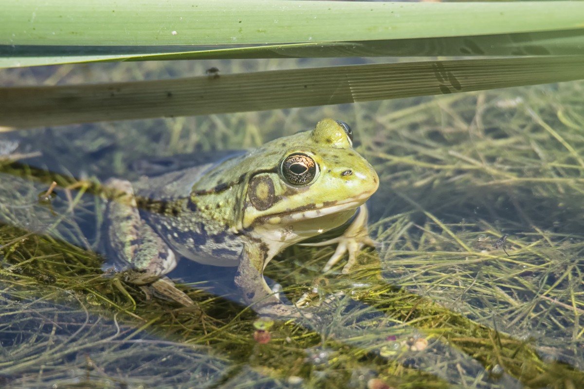 Hình ảnh con ếch cute