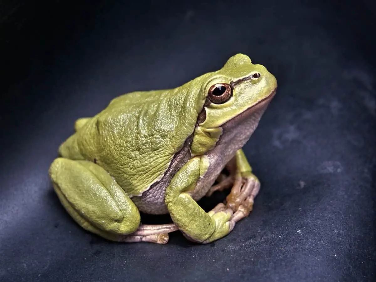 Hình ảnh con ếch đẹp