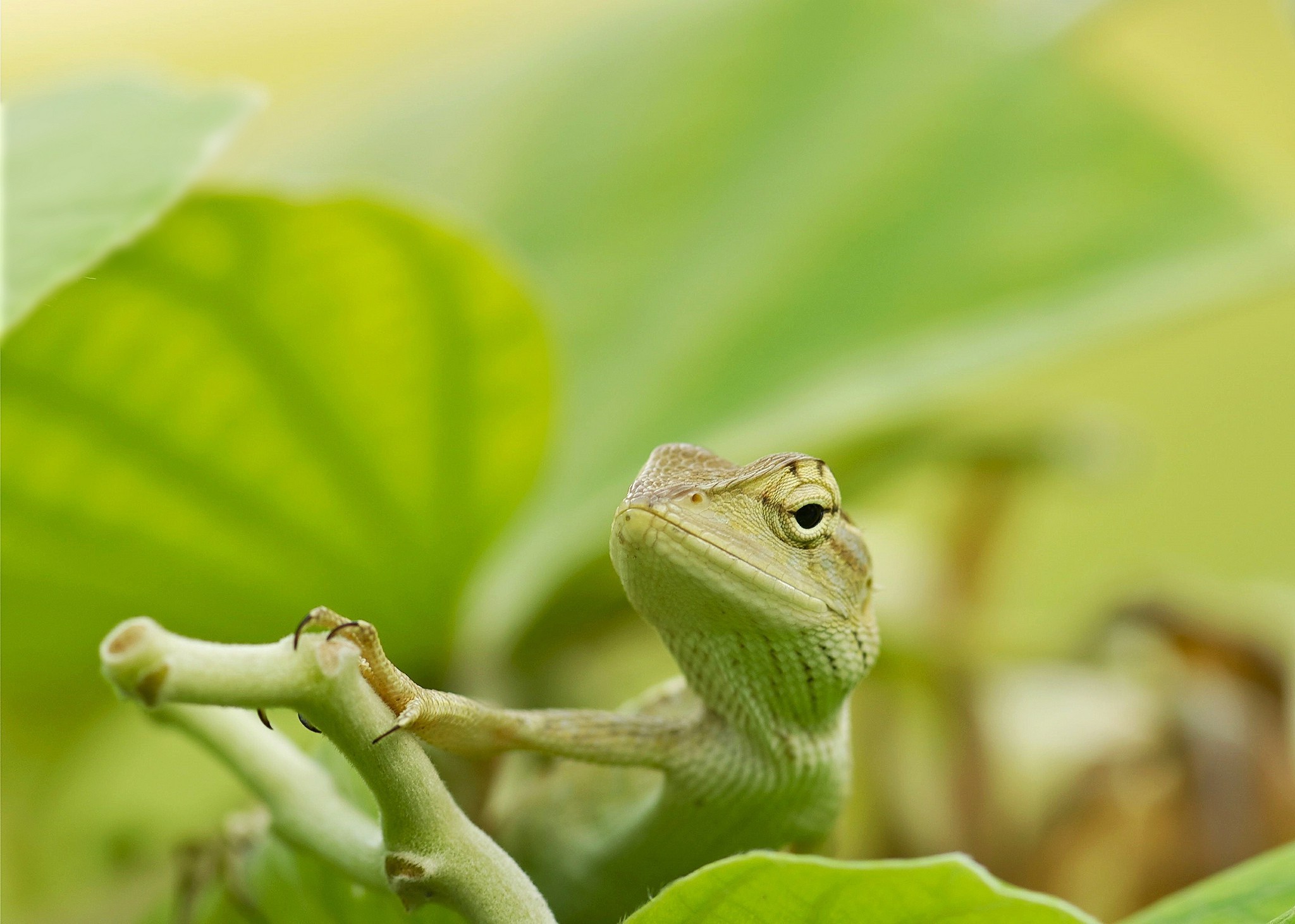 Hình con ếch cute