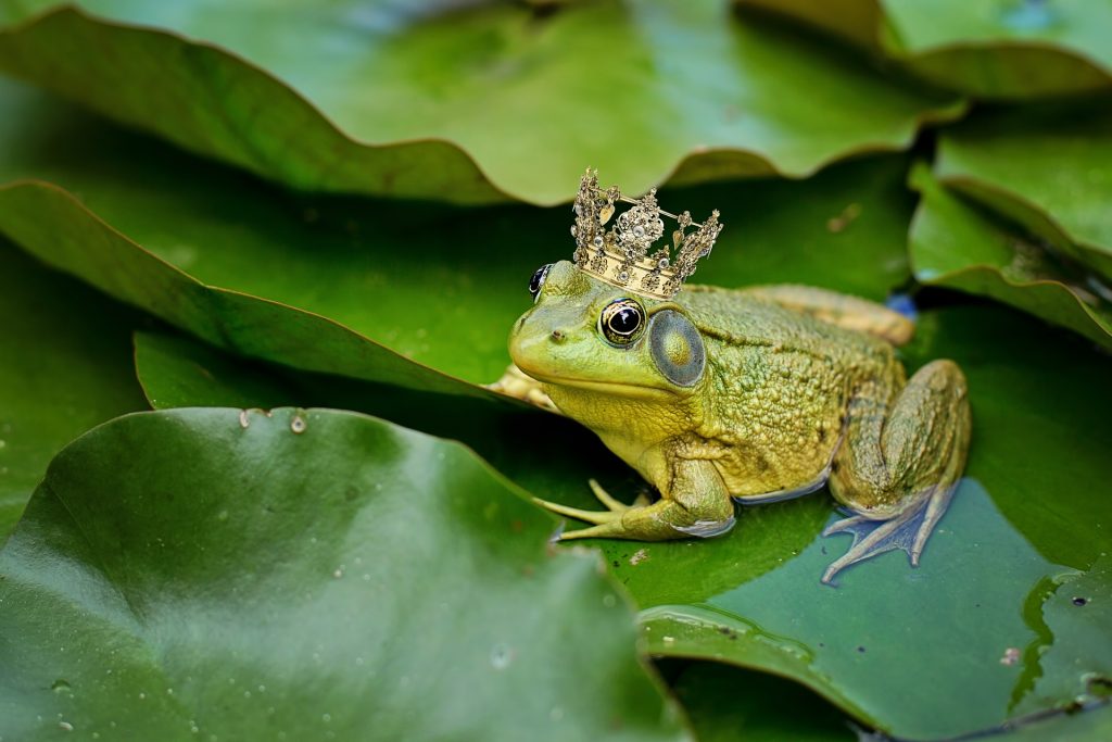 Hình ảnh con ếch