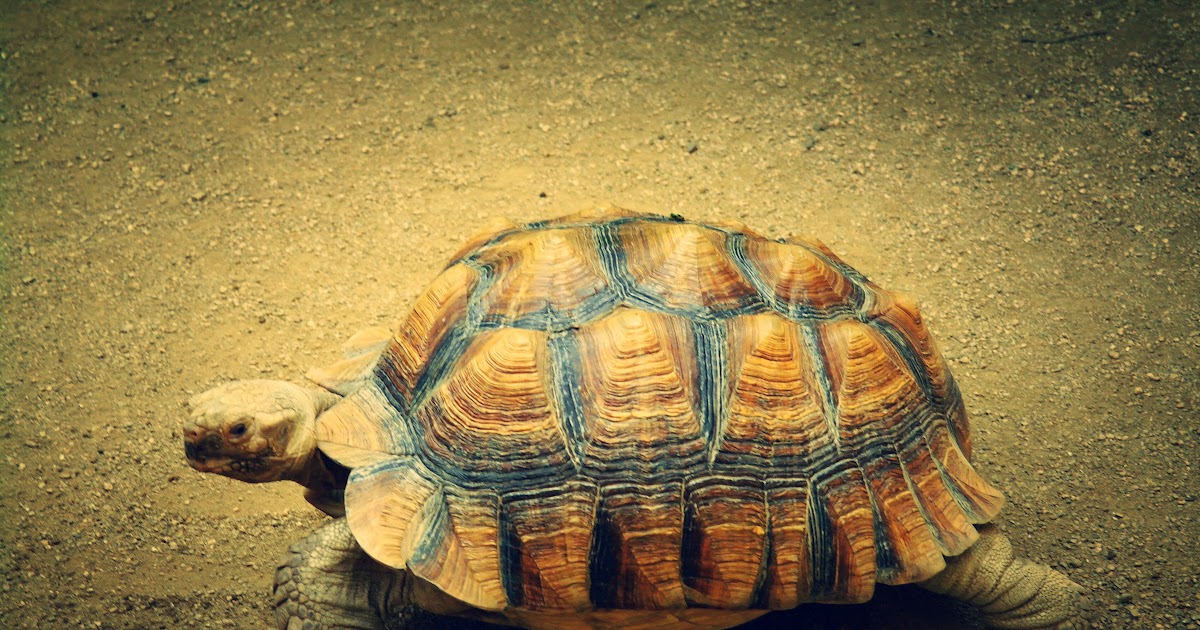 Hình ảnh con rùa biển