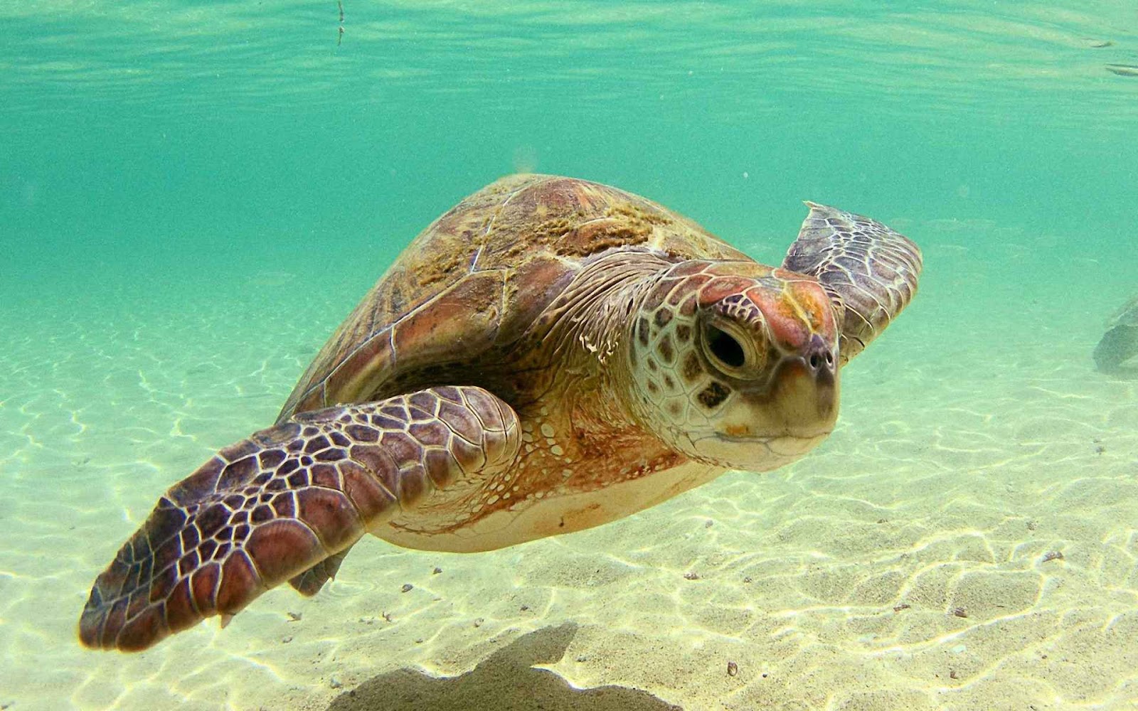 Hình ảnh con rùa biển