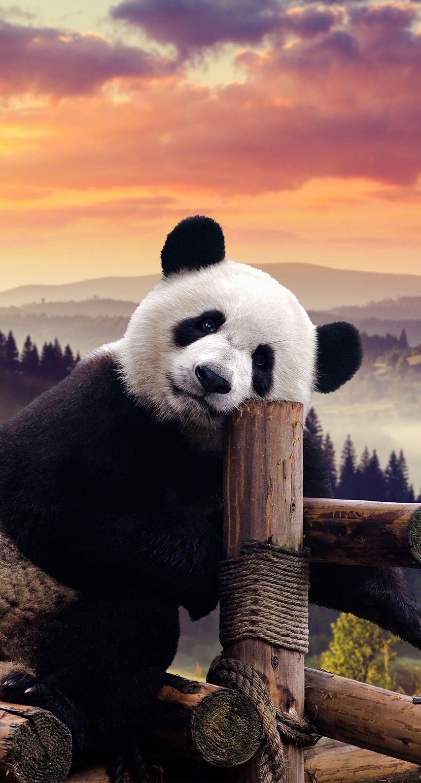 Hình hình ảnh panda đẹp nhất nhất