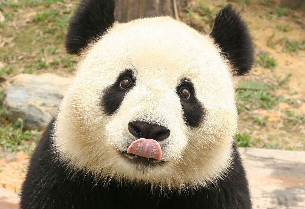 Ảnh panda cute