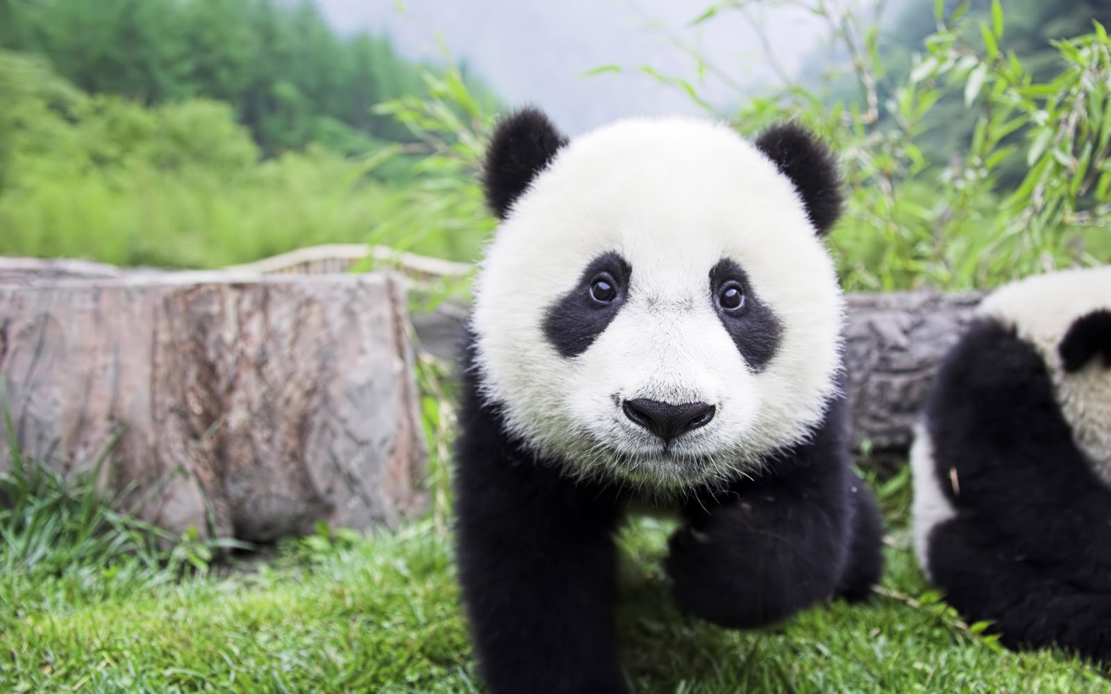 Ảnh panda đẹp tuyệt vời nhất thế giới