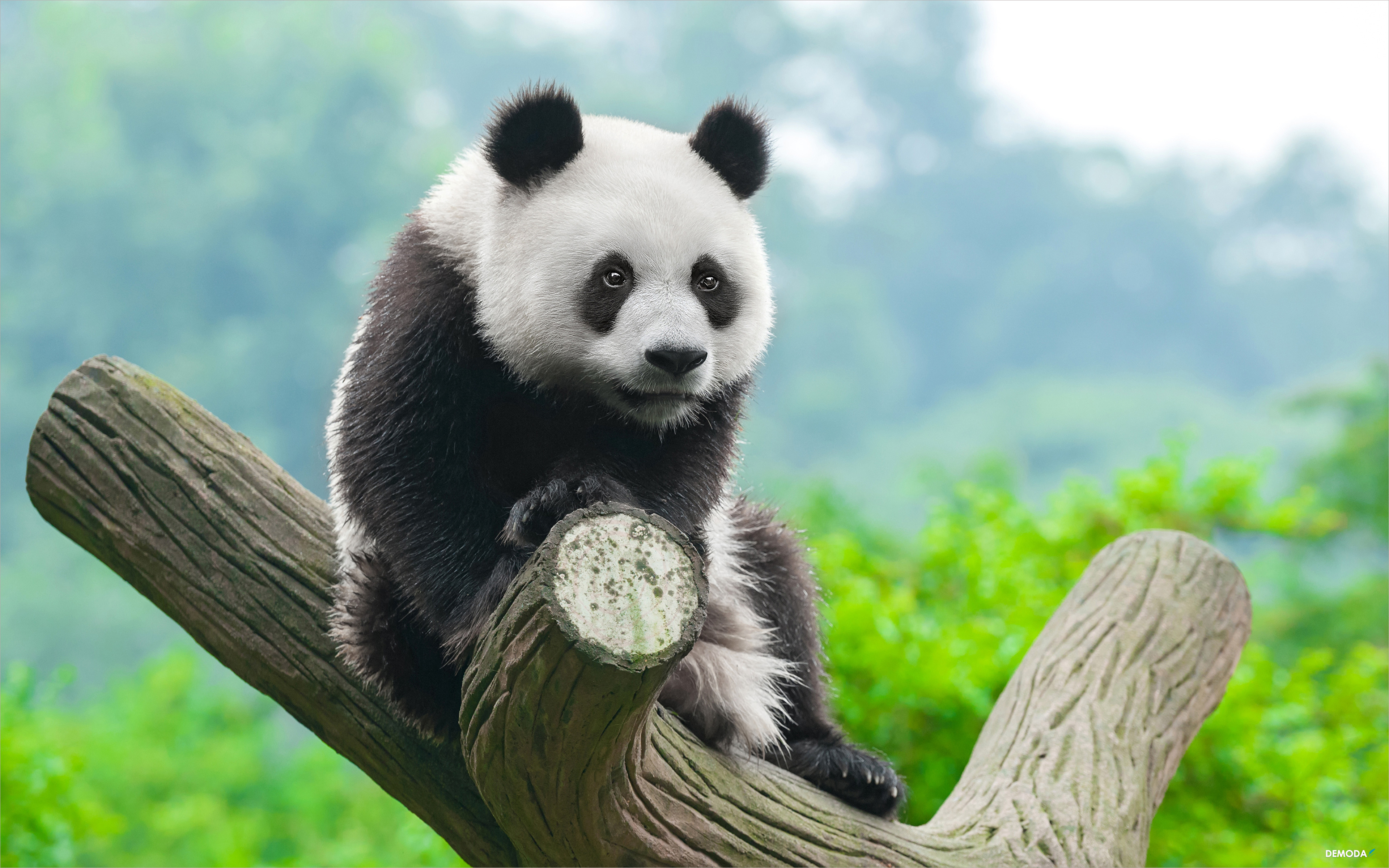 Gấu Trúc Panda Con Gấu Vẽ Hình Nền | Nền JPG Tải xuống miễn phí - Pikbest