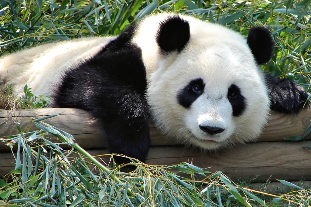 Hình panda đẹp
