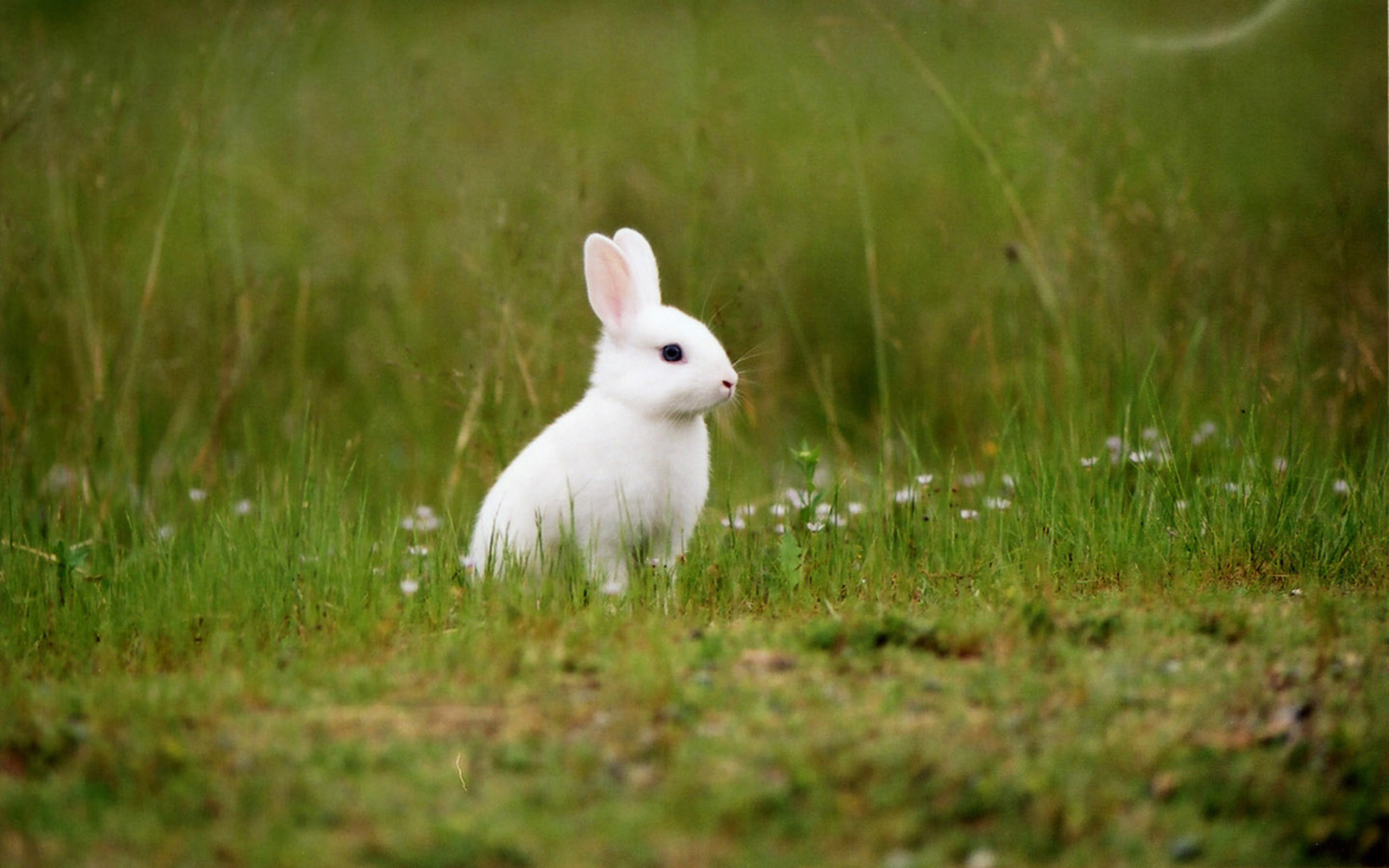 Hình ảnh con thỏ dễ dàng thương